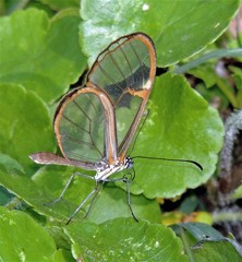 Episcada hymenaea hymenaea
