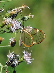 Episcada hymenaea hymenaea