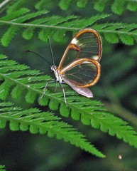 Episcada hymenaea hymenaea