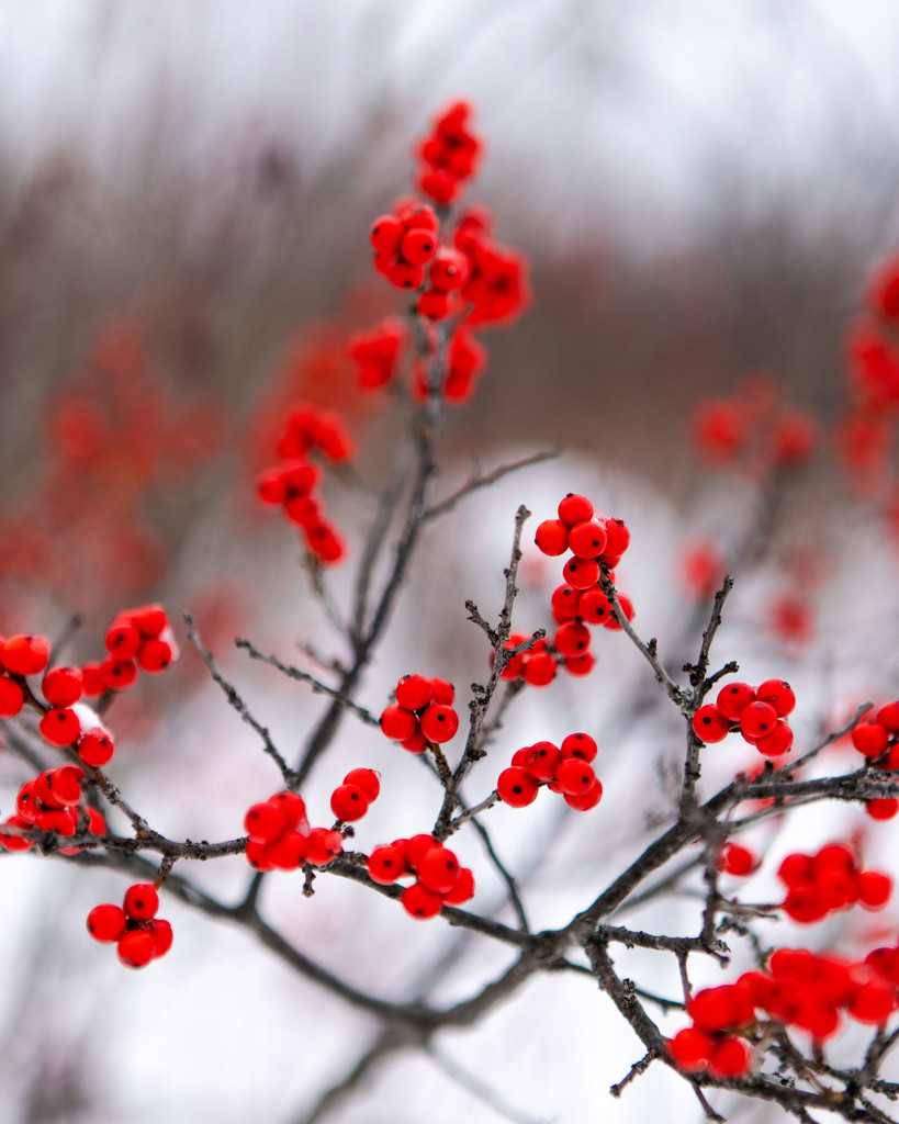 Winterberry Holly © Zach Baranowski, some rights reserved (CC-BY-NC-ND)