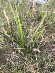 Dianella longifolia