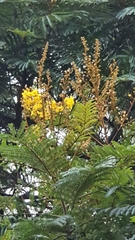 Peltophorum