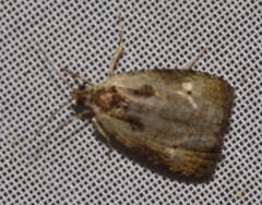 Olethreutes punctanum