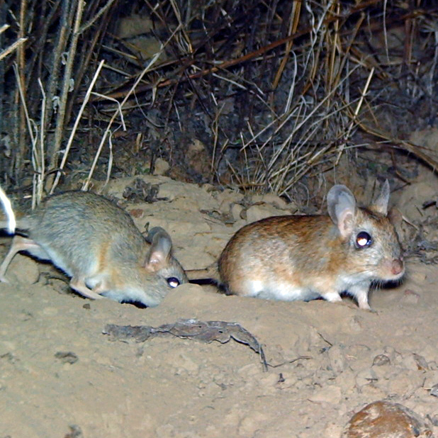 Cape Gerbil