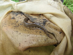 Cobitis taenia