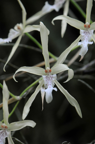 Image of Miltonia flavescens by (c) Todd Boland, some rights reserved (CC BY)