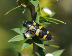 Castiarina rectifasciata