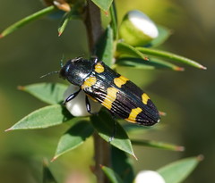 Castiarina rectifasciata