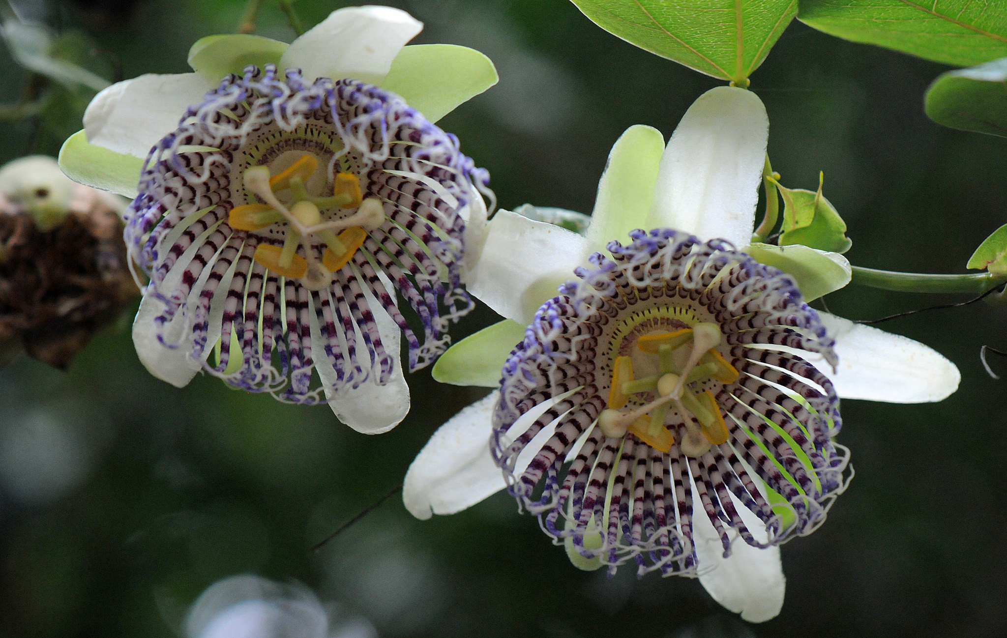 Passiflora actinia