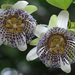 Passiflora actinia - Photo (c) Todd Boland, some rights reserved (CC BY-NC), uploaded by Todd Boland