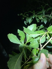 Auranticarpa rhombifolia