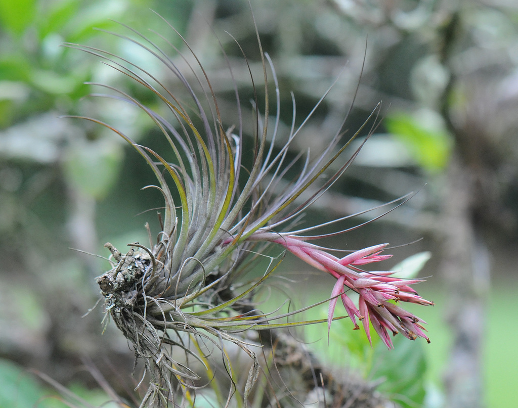 Tillandsia globosa; photograph (c) Todd Boland, some rights reserved (CC BY)