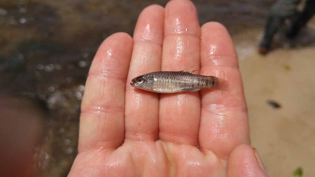 Mediterranean killifish
