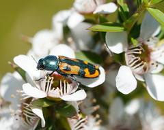 Castiarina scalaris