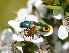 Castiarina scalaris