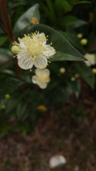 Myrtus communis image