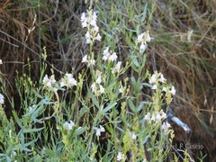 Linaria nivea