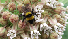 Bombus argillaceus