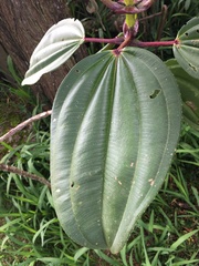 Meriania nobilis