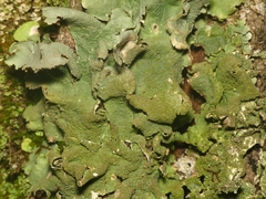 Parmotrema subtinctorium