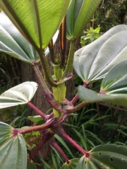 Meriania nobilis