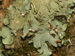 Parmotrema subtinctorium