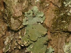 Parmotrema subtinctorium