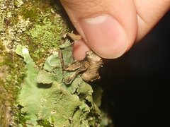 Parmotrema subtinctorium