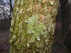 Parmotrema subtinctorium