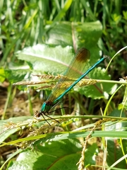 Calopteryx amata