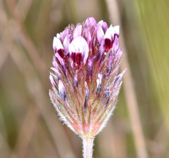 Trifolium dichotomum