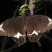 Capaneus Swallowtail - Photo (c) Greg Tasney, some rights reserved (CC BY-SA), uploaded by Greg Tasney