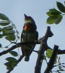 Psilopogon haemacephalus