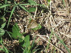Anartia jatrophae