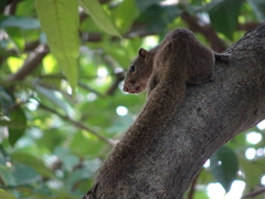 Callosciurus pygerythrus