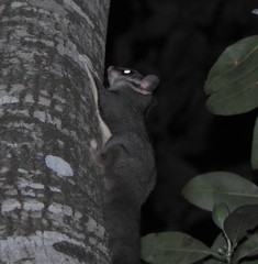 Petaurus norfolcensis