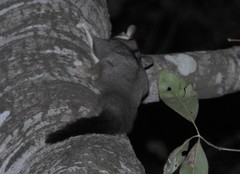 Petaurus norfolcensis