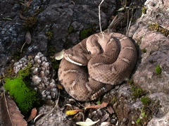 Crotalus willardi