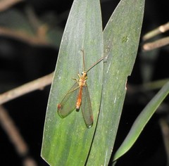 Nymphes aperta