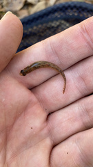 Etheostoma gracile