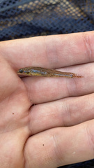 Etheostoma gracile