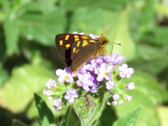 Metisella metis