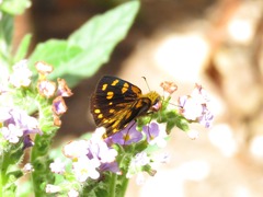 Metisella metis