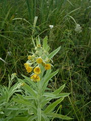 Jacobaea paludosa lanata