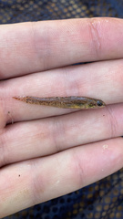 Etheostoma gracile