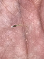 Pentapogon quadrifidus