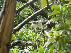 Dendronanthus indicus