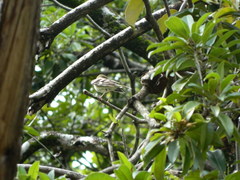 Dendronanthus indicus