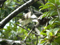 Dendronanthus indicus