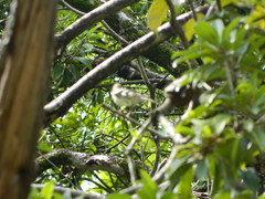 Dendronanthus indicus